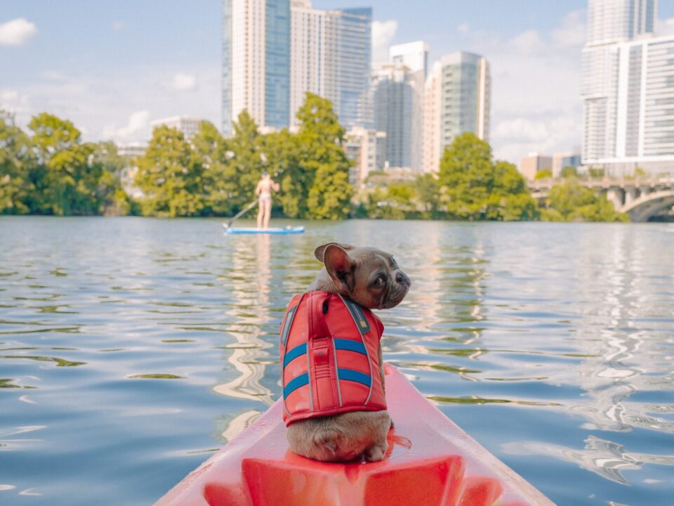 view of Austin from paddle board with dog looking back at camera