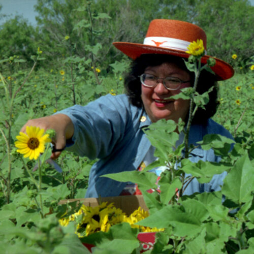 Susana Aleman in sunflower field