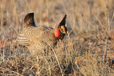 The lesser prairie chicken population hit a historic low in 2013 of 17,000.