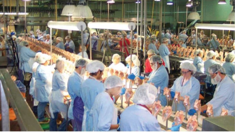 Workers on a chicken processing factory line